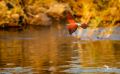 02 nunda river lodge