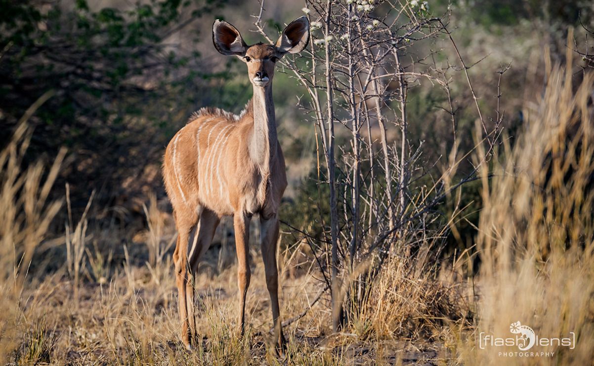 03 chobe riverfront