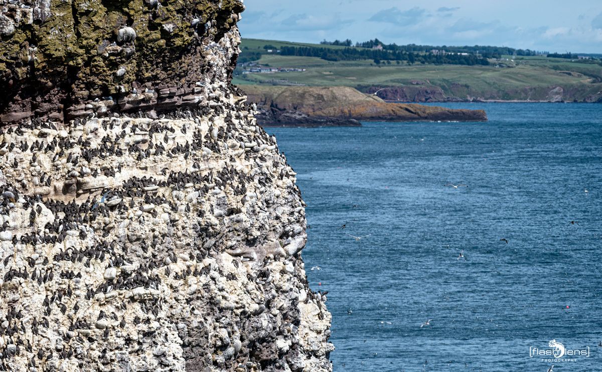 0067 fowlsheught cliffs