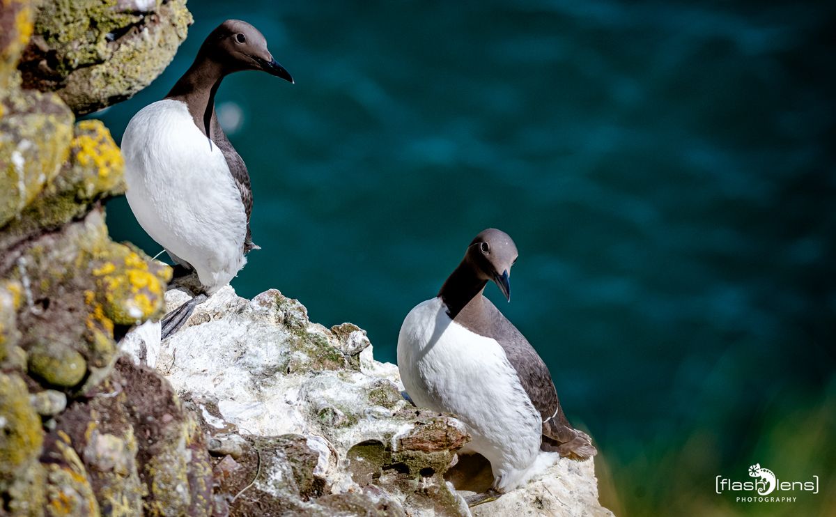 0067 fowlsheught cliffs