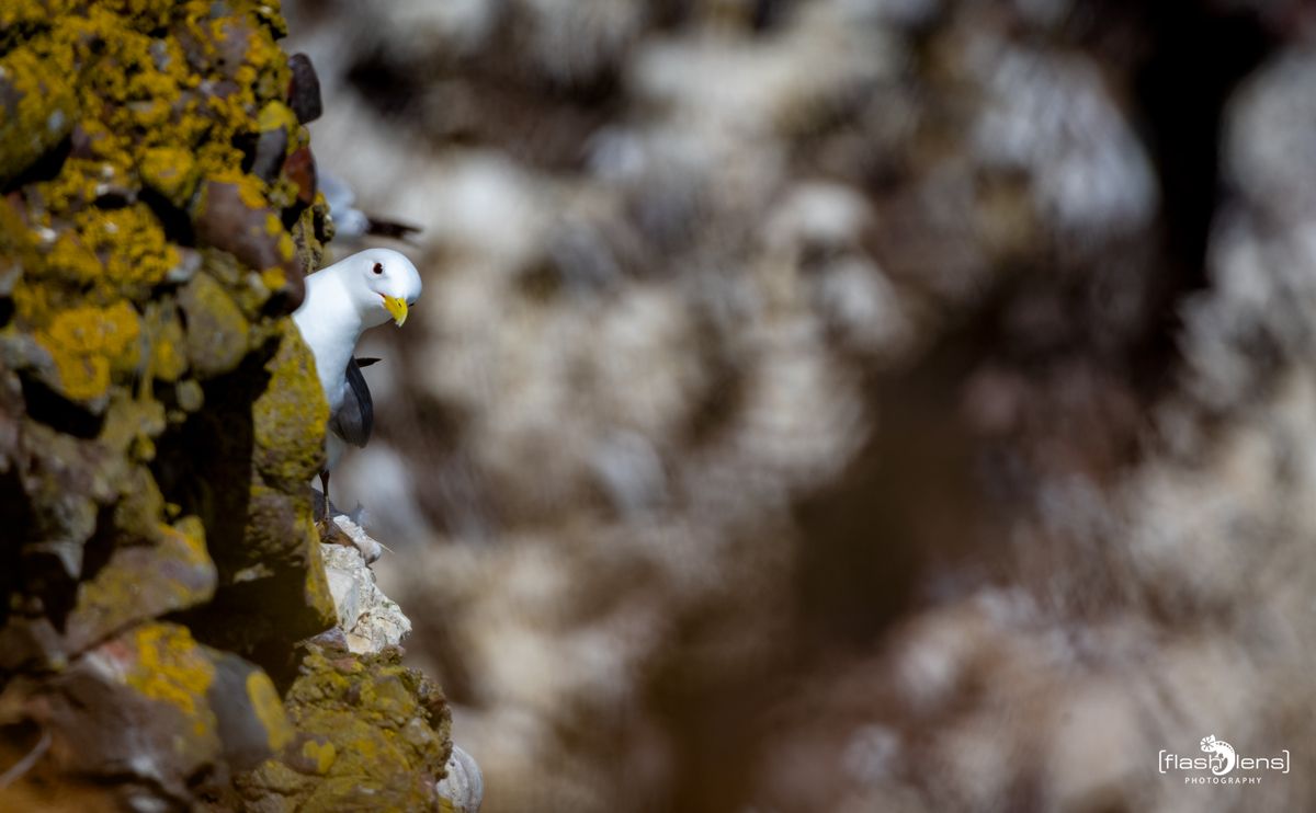 0067 fowlsheught cliffs