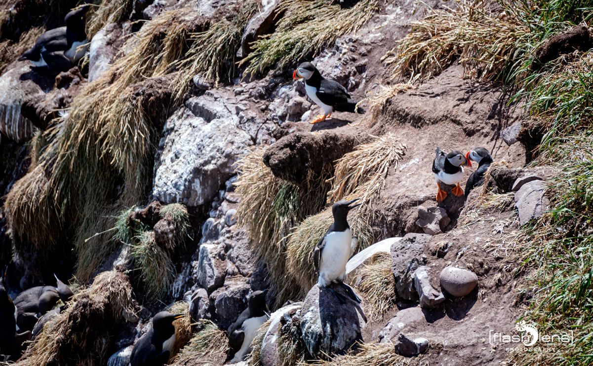 0067 fowlsheught cliffs