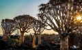 04 quivertree