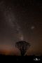 04 quivertree