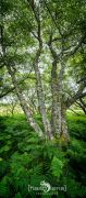 01 ardnamurchan