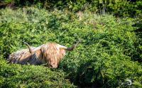 02 galloways