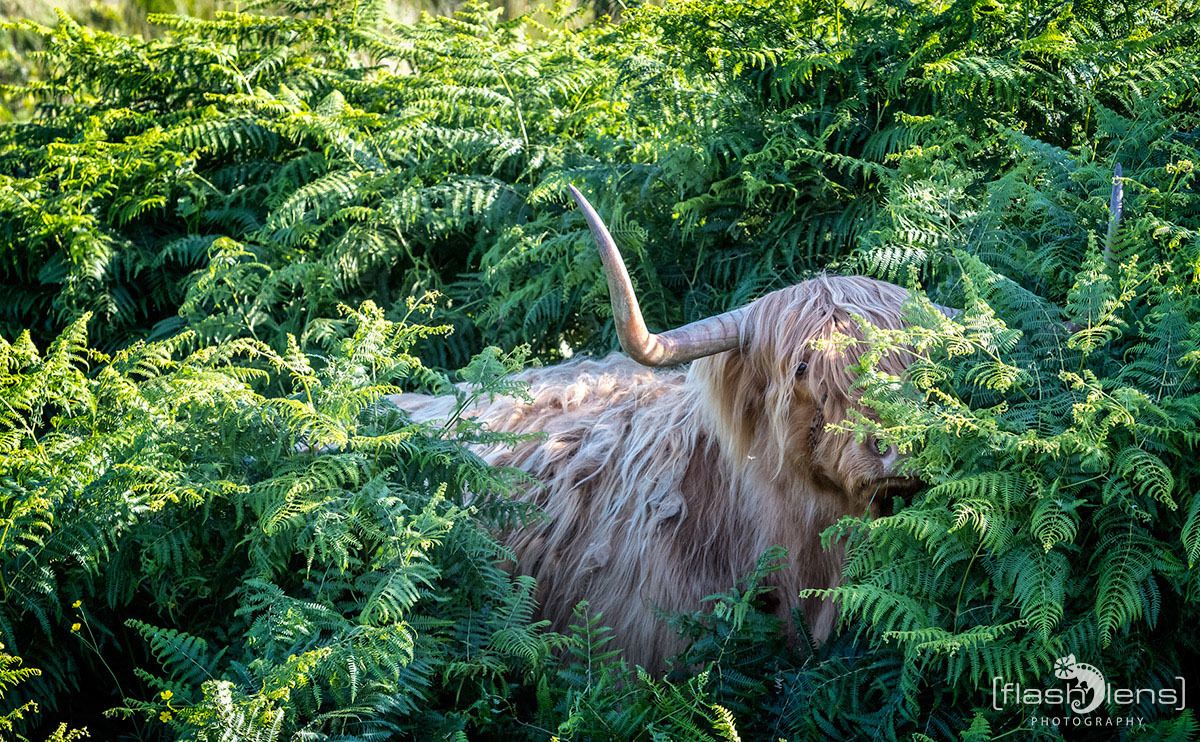 02 galloways