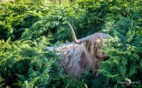 02 galloways