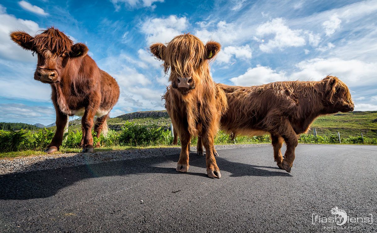 02 galloways