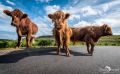 02 galloways