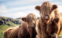 02 galloways