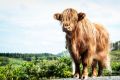 02 galloways