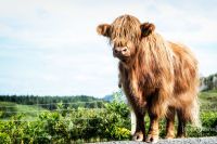 02 galloways