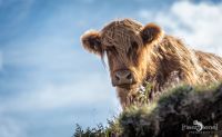 02 galloways