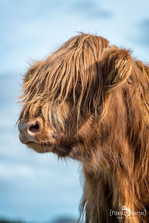 02 galloways