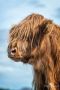 02 galloways