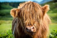 02 galloways