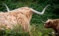 02 galloways