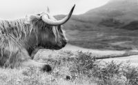 02 galloways