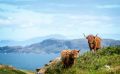 02 galloways