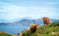 02 galloways