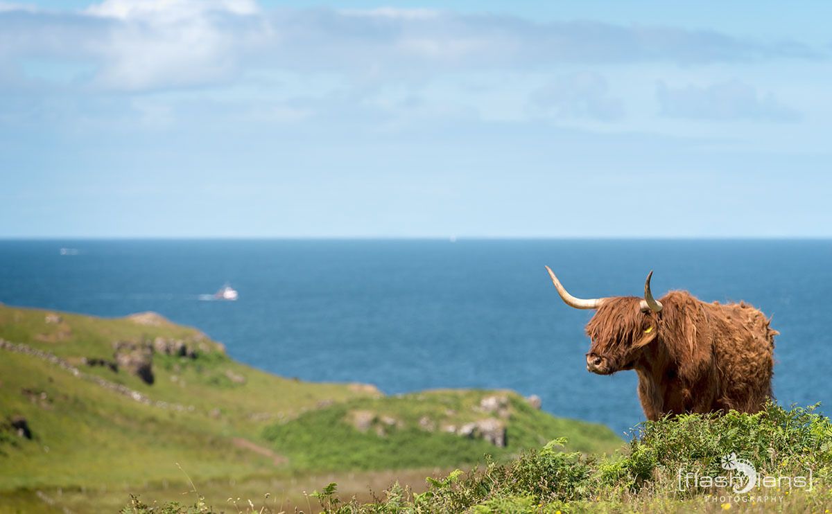 02 galloways