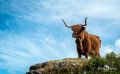02 galloways