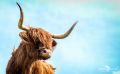 02 galloways