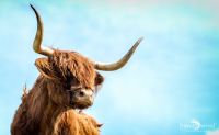 02 galloways