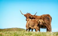 02 galloways