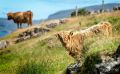 02 galloways