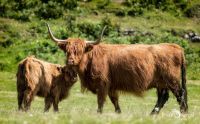 02 galloways