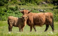 02 galloways