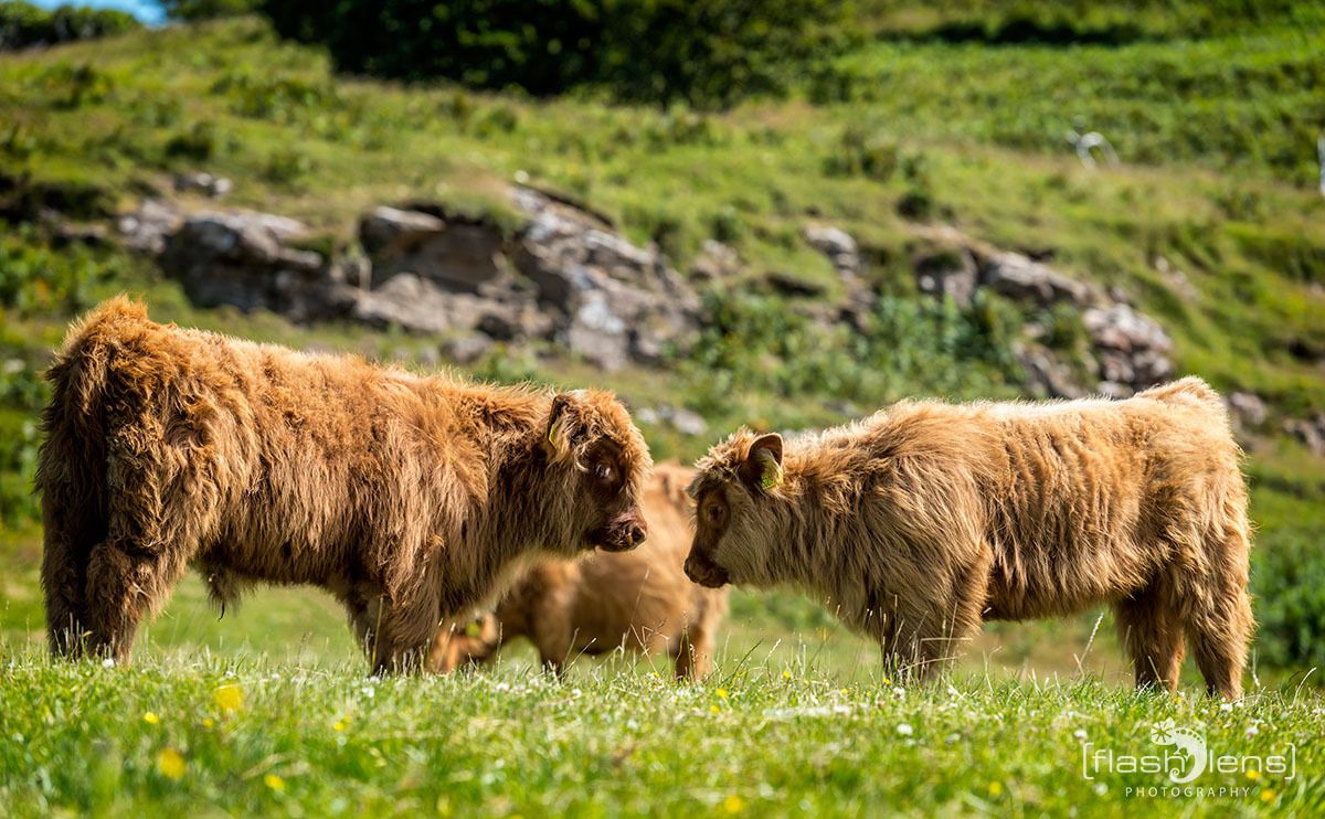02 galloways