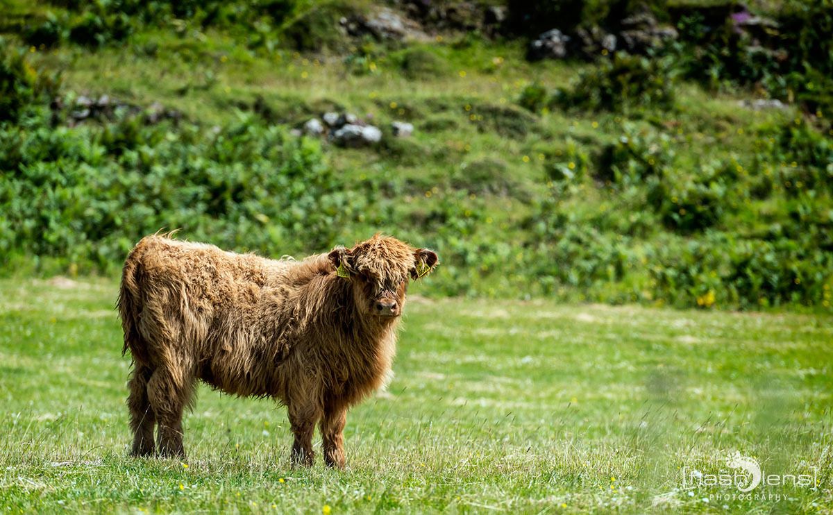 02 galloways