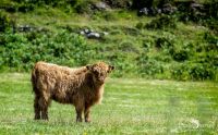 02 galloways