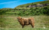 02 galloways