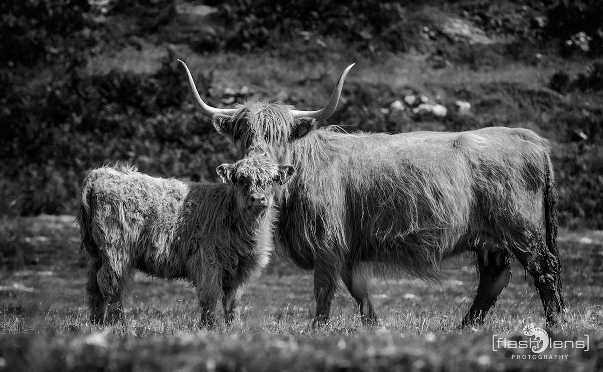 02 galloways