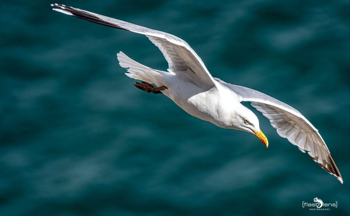0067 fowlsheught cliffs