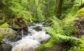 schwarzwald