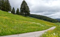 schwarzwald
