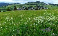 schwarzwald