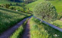 schwarzwald