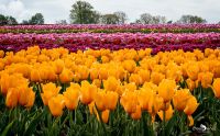 tulpenfeld
