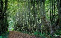 uckermark