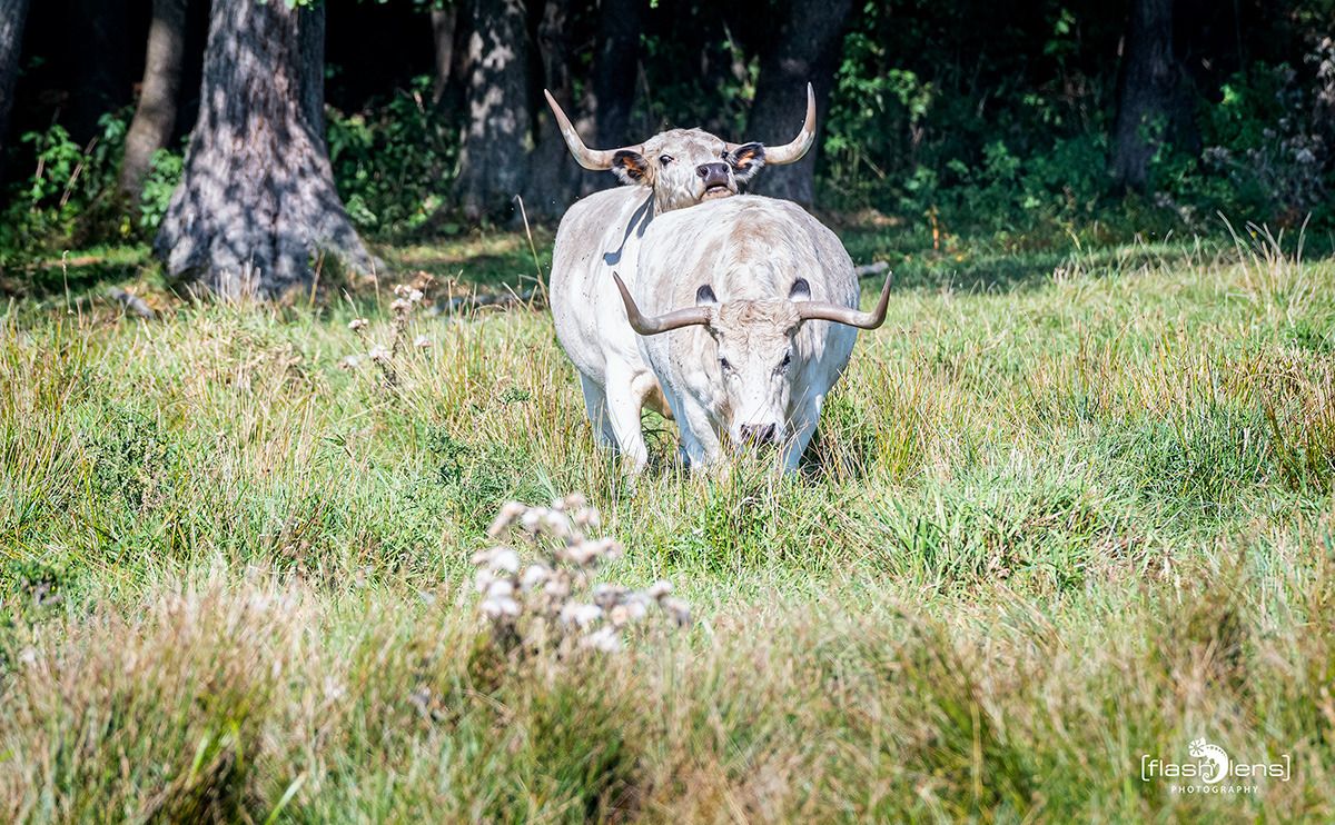 uckermark
