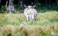 uckermark