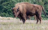 uckermark