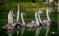 uckermark