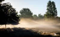 wahner heide